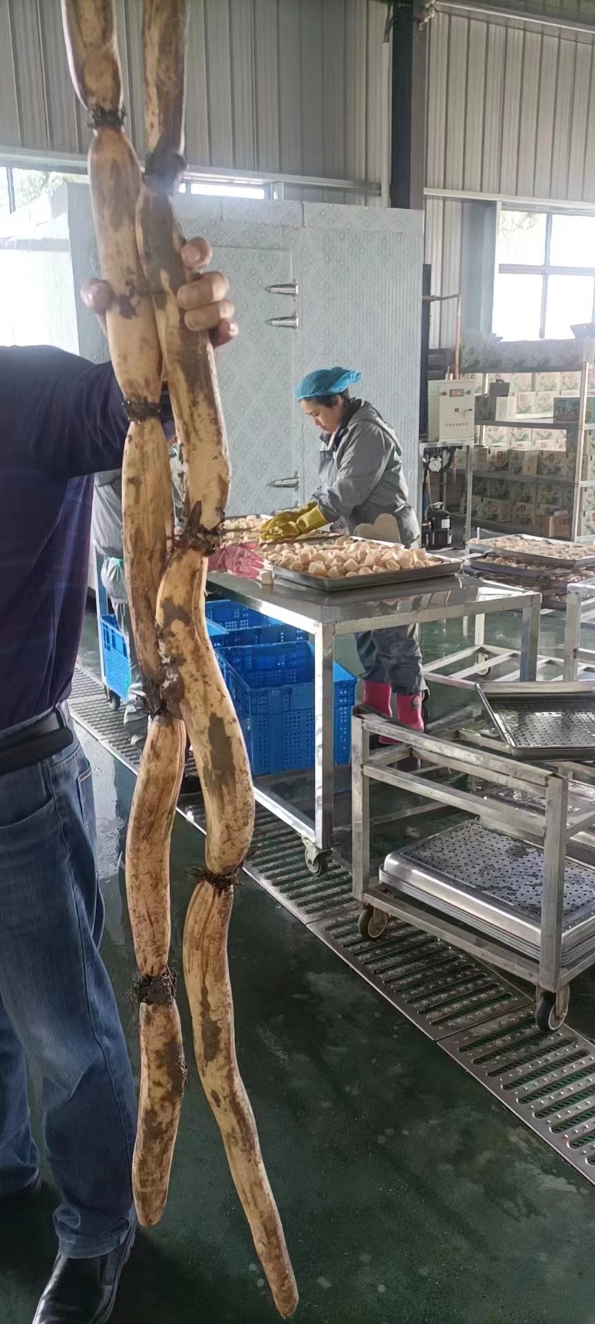 嘉鱼野莲藕种植基地