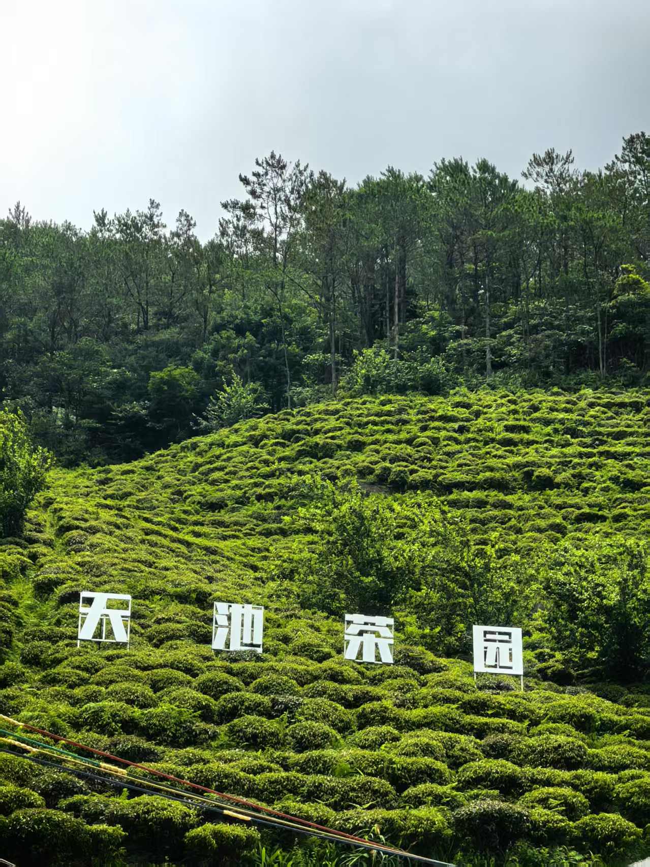天池茶园
