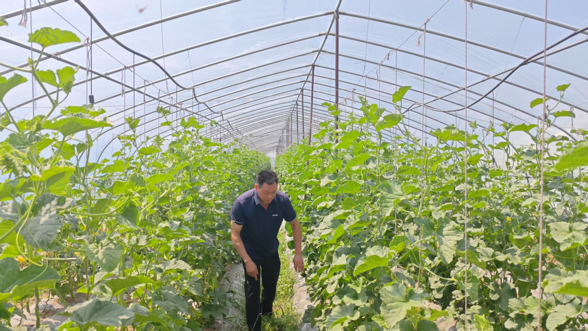 回访蔬菜基地