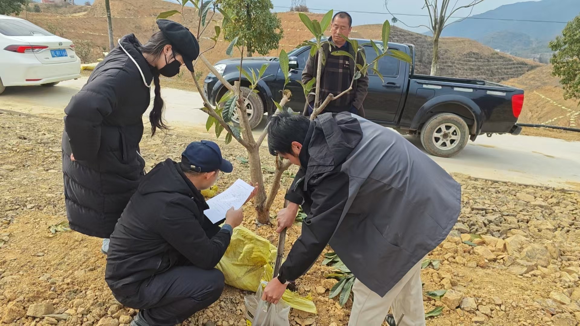 通山枇杷基地施肥指导