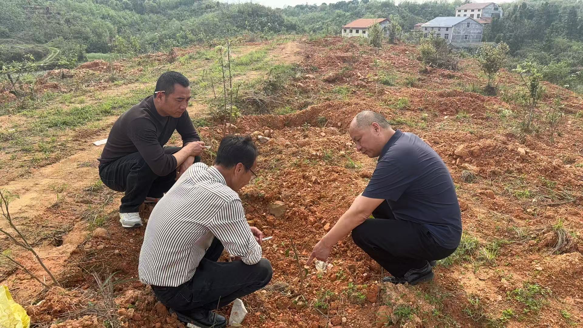 指导湖南香柚基地施肥