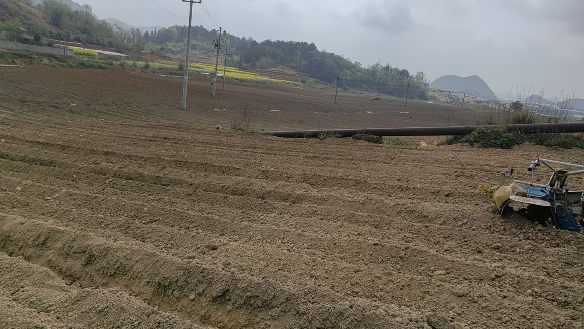 广西种姜基地