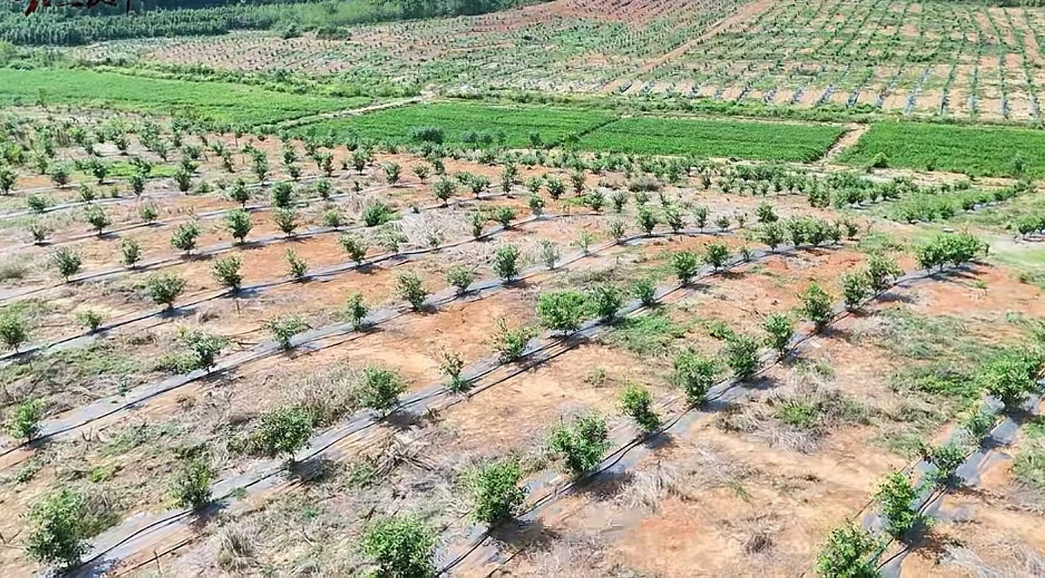 嘉鱼香柚基地